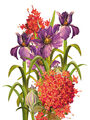 Image Not Available